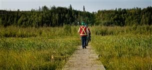 A group of researchers walking away from the camera on a walkway at Nikanotee Fen. They are wearing hard hats and safety vests. 