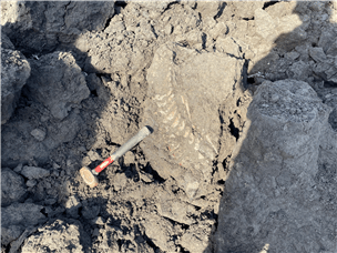  Light coloured fossil remains are seen sticking out of dark contrasting oil sand. 