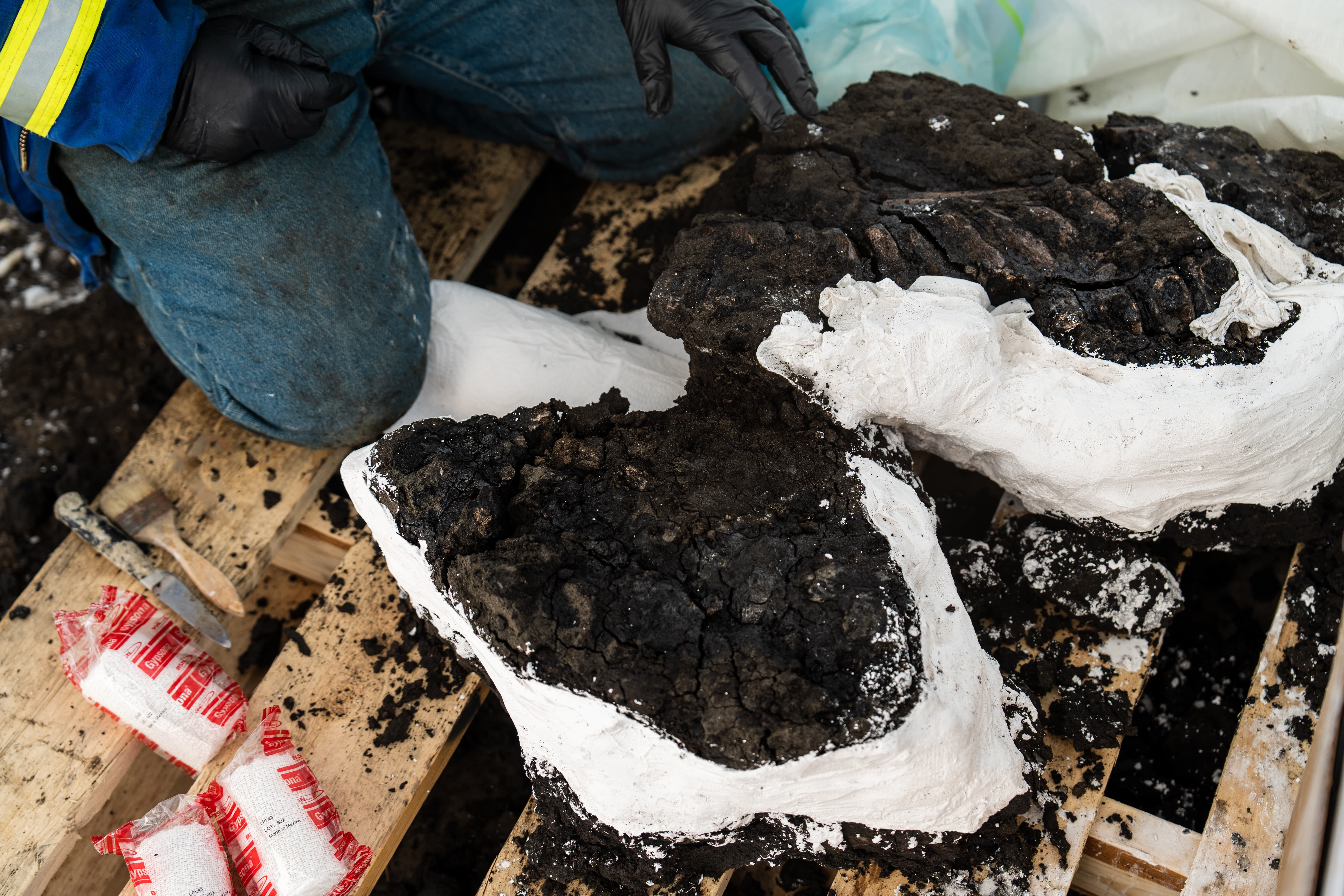Photo of fossils encased in black dirt-like material are partially wrapped in protective gauze. They are resting on a palate on the ground. There is a person wearing jeans kneeling beside them.