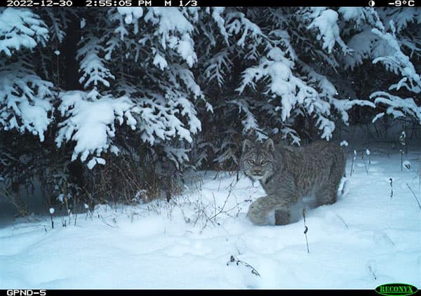 Un gros chat au milieu d'arbres couverts de neige.