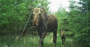 A moose cow walking through a green forest with her calf.