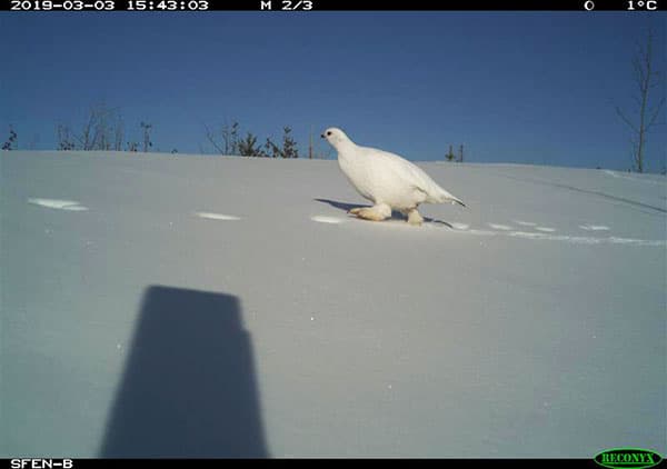 Un oiseau blanc marchant dans la neige.