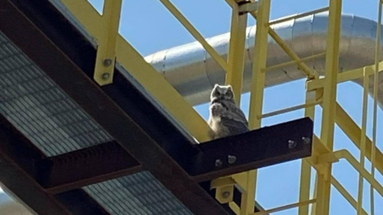 An owlet is seen on the roof of a MacKay River.