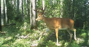 Un cerf avec du velours sur ses bois est vu sur l'une des caméras animalières de MacKay Rivers