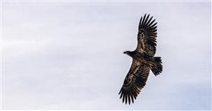 Aigle à tête blanche volant dans le ciel