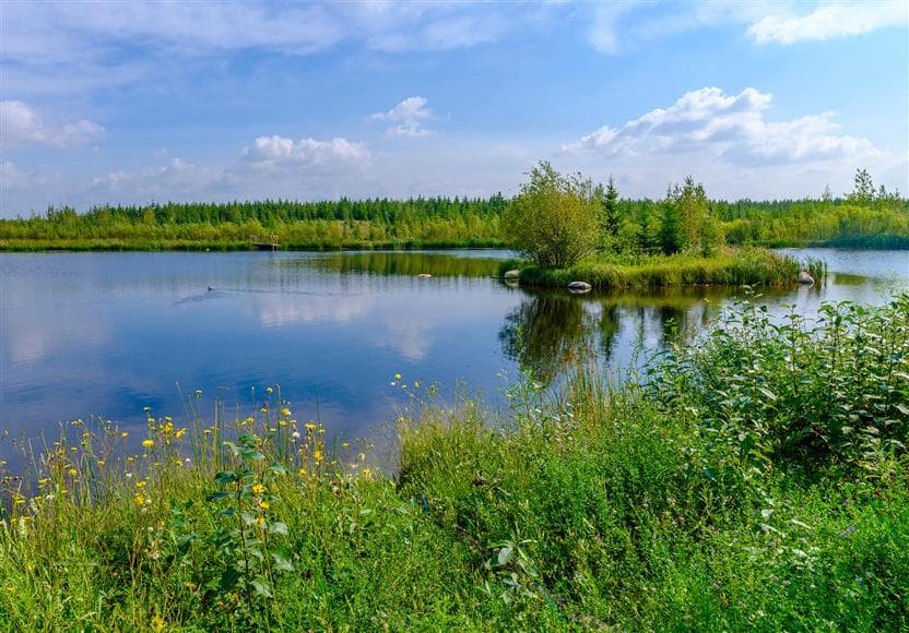 Un milieu humide remis en état à l’installation des sables bitumineux de l’usine de base de Suncor appelé Wapisiw Wetlands. Il y a de la végétation le long de la surface d’eau et un ciel bleu éclatant avec des nuages dispersés en arrière-plan.
